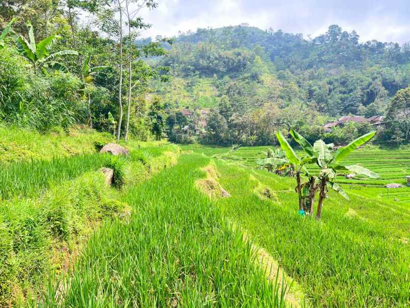 tanah murah 3000m 200rb m ngargoyoso solo