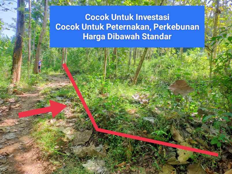 tanah murah dekat wisata alam goa pindul gunungkidul