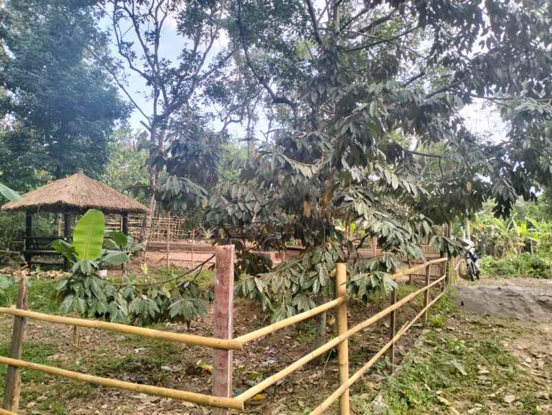 tanah murah kebun buah siap panen