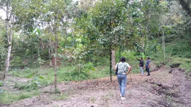 tanah murah kebun buah siap panen