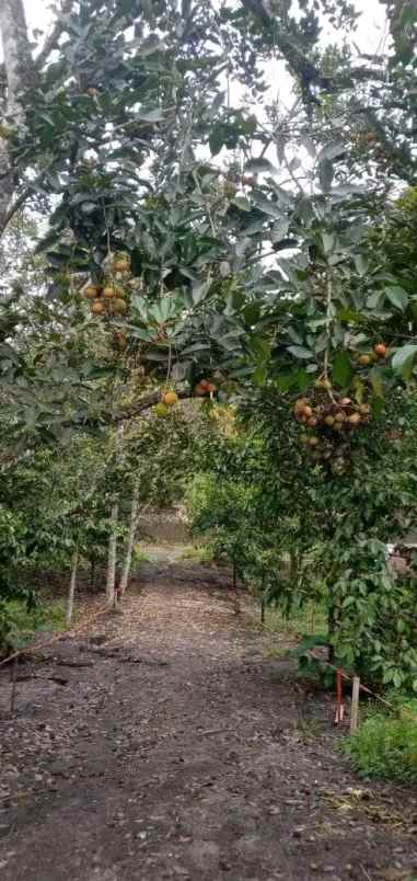 tanah murah kebun buah siap panen