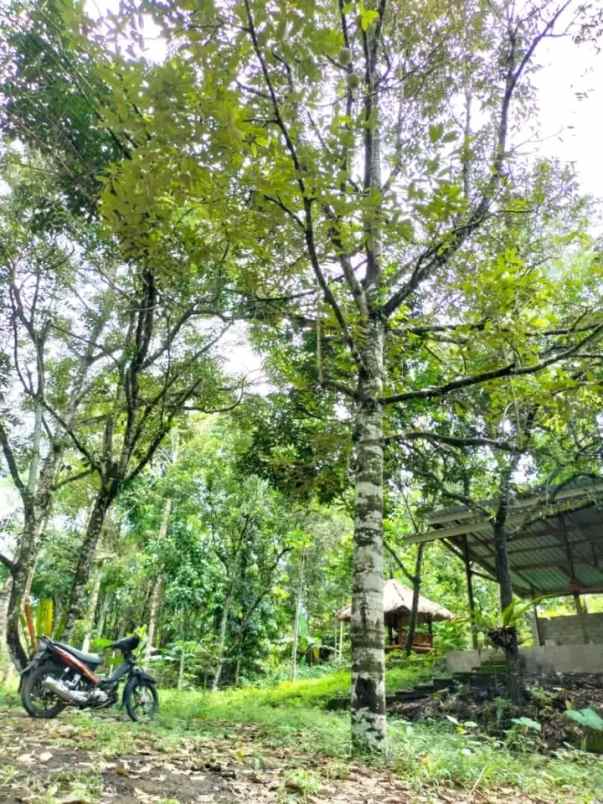 tanah murah kebun buah siap panen