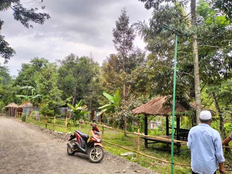 tanah murah kebun buah siap panen