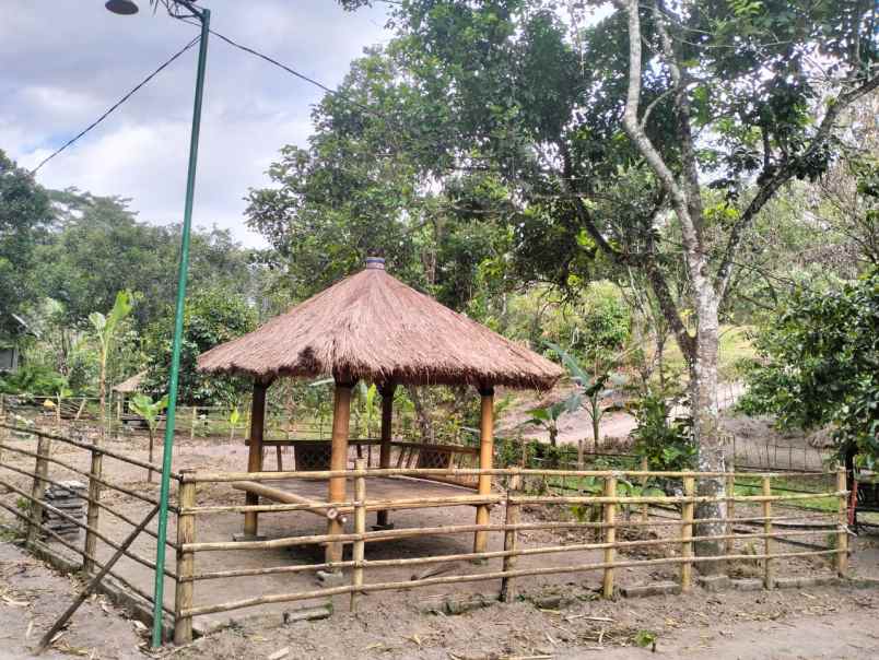 tanah murah kebun buah siap panen