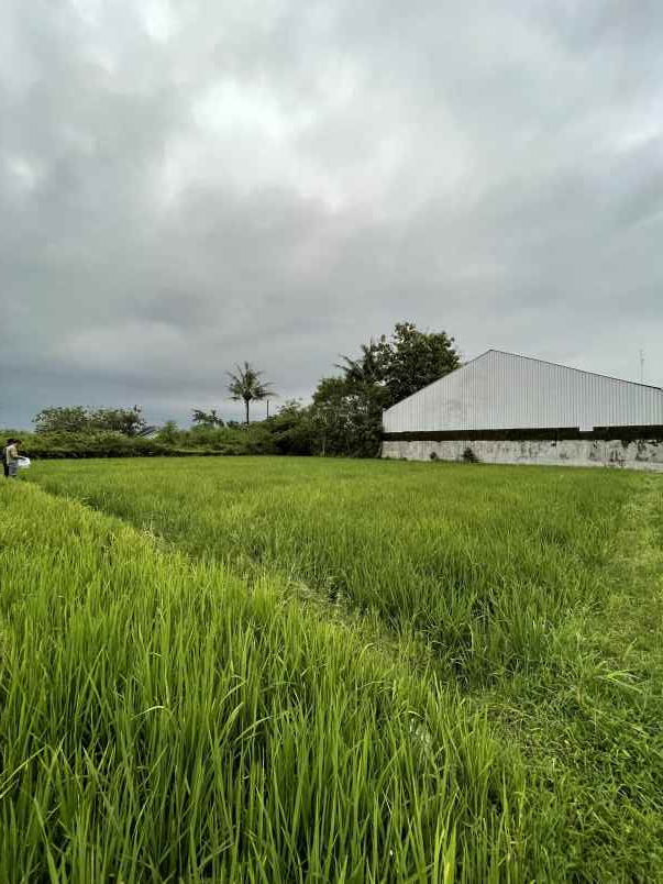 tanah sawah dijual di purwomartani