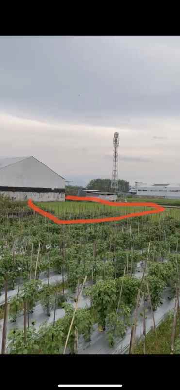 tanah sawah dijual di purwomartani