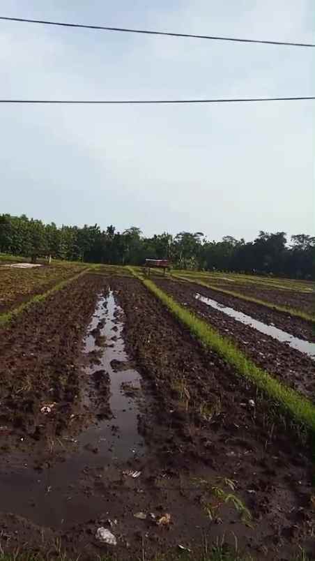 tanah sawah produktiv pinggir jln utama