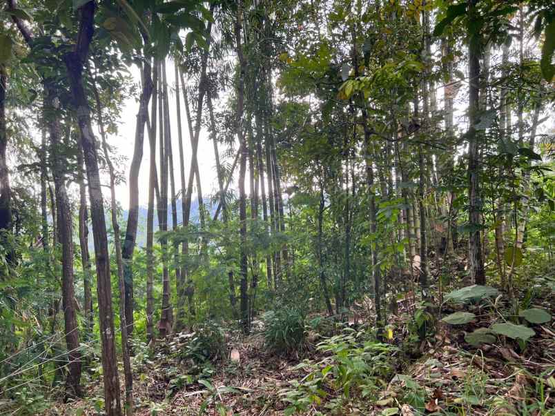 tanah view hamparan sawah siap bangun