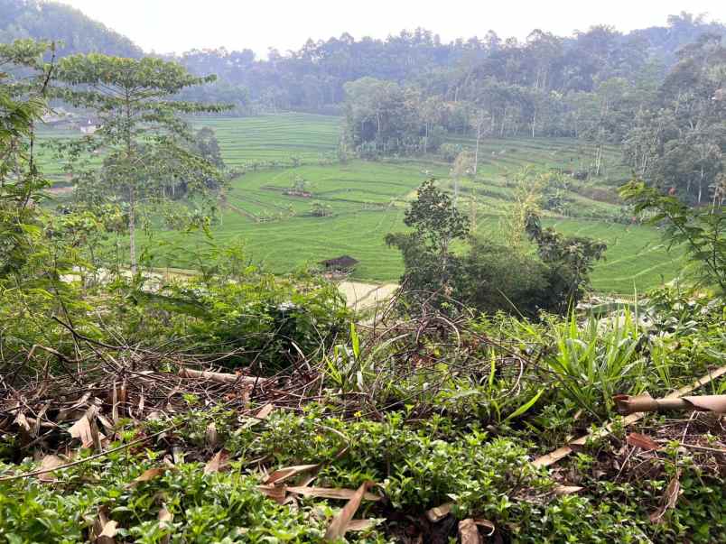 tanah view hamparan sawah siap bangun