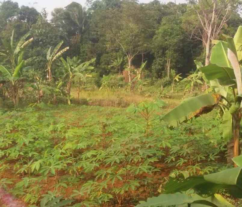 dijual cepat kebun cocok untuk investasi