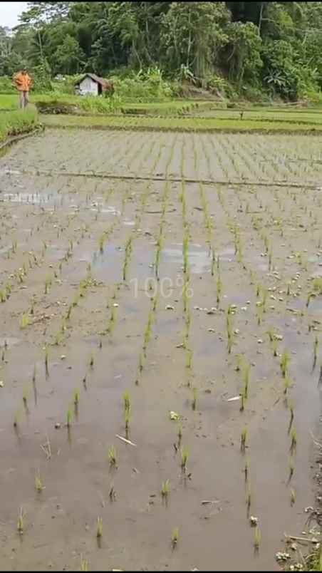 dijual sawah produktif pinggir jalan