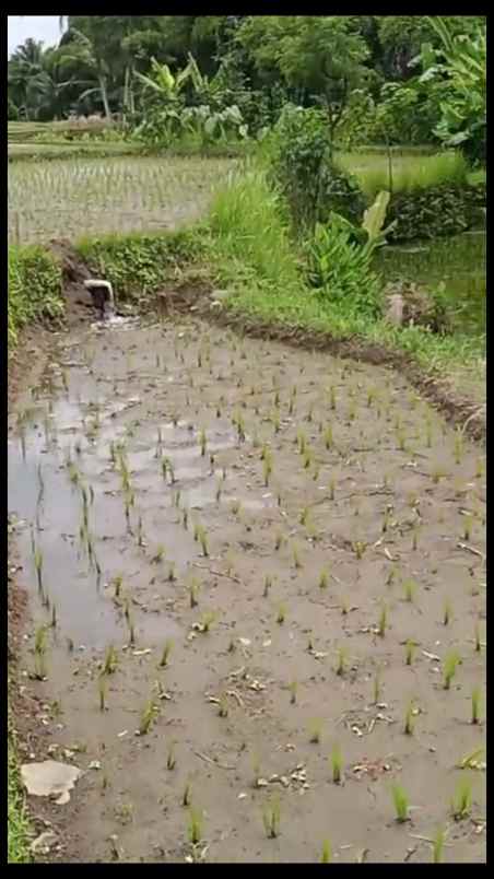 dijual sawah produktif pinggir jalan