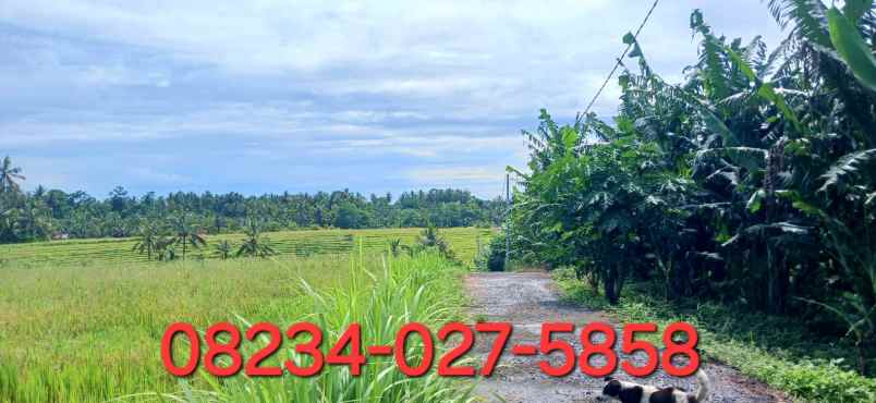 dijual tanah 5990 m2 di selemadeg tabanan bali