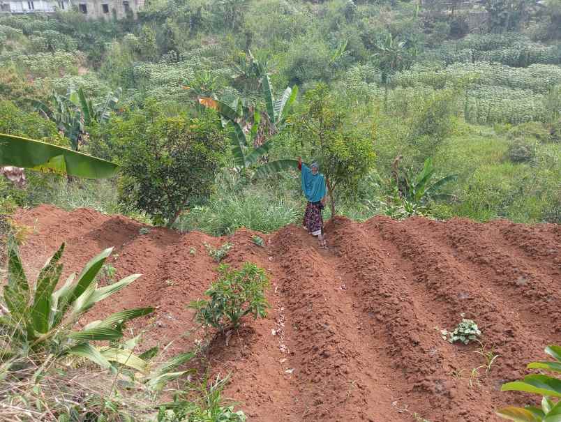 dijual tanah cinangka ciampea