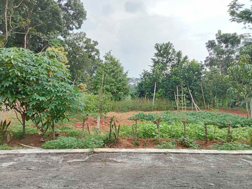 dijual tanah desa wisata mojogedang