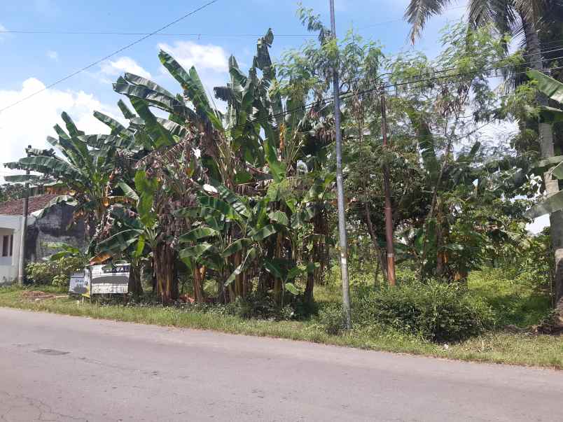 dijual tanah di desa pakusari jember