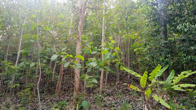 dijual tanah dijual tanah di lehundi