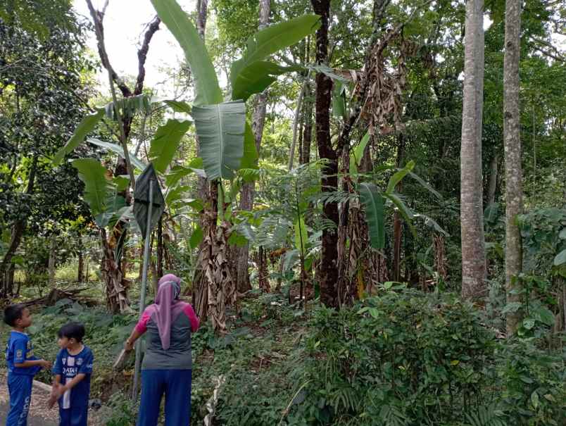 dijual tanah kebun jalur parawisata sidomba kuningan