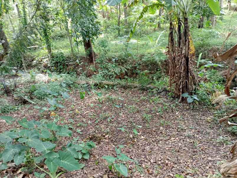 dijual tanah kebun jalur parawisata sidomba kuningan