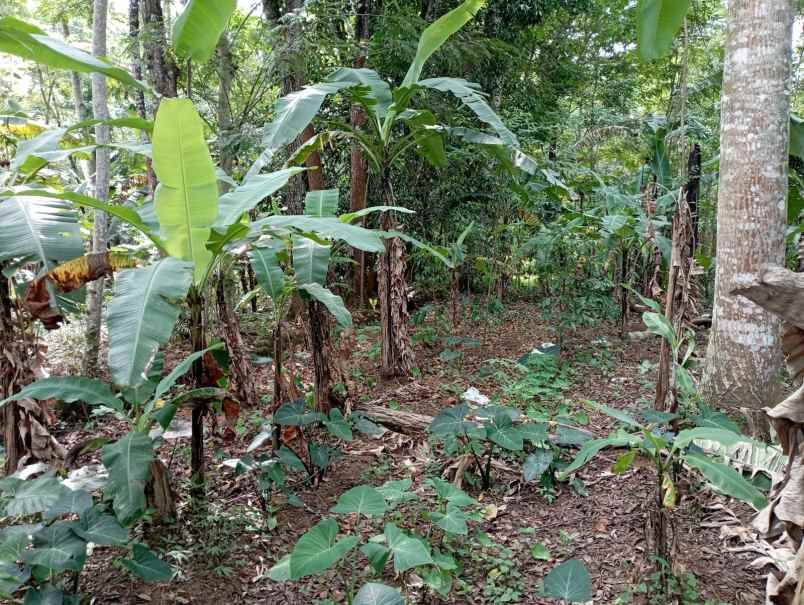 dijual tanah kebun jalur parawisata sidomba kuningan