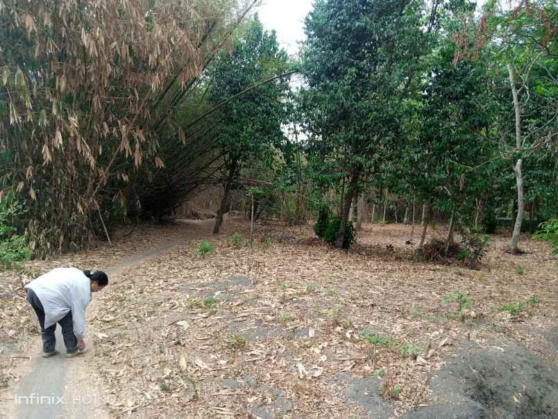 dijual tanah kebun komersial