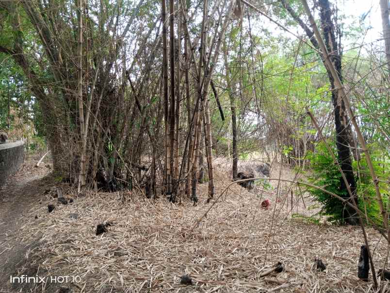 dijual tanah kebun komersial