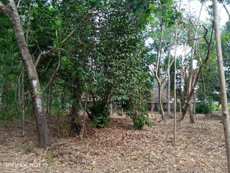 dijual tanah kebun komersial