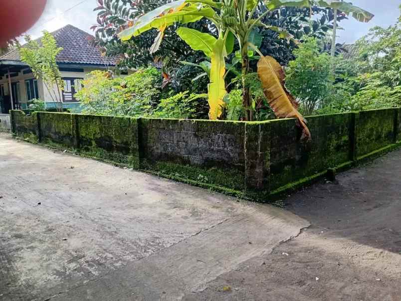 dijual tanah kopi gamol