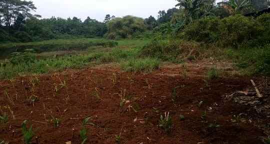 dijual tanah kp kapugur jl raya cikeas