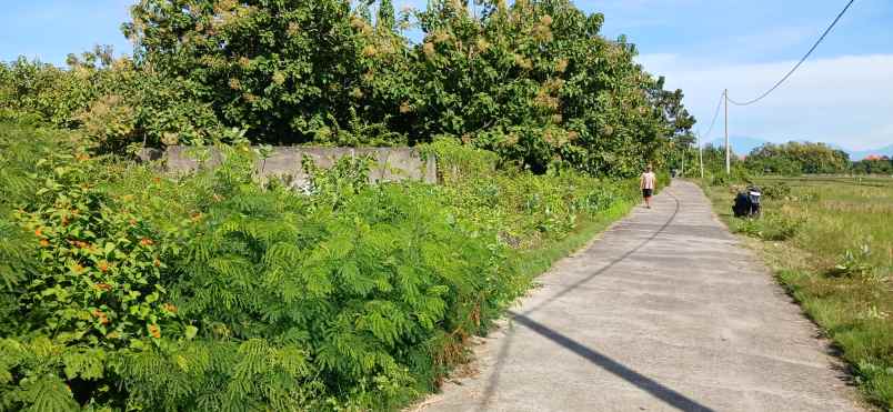 dijual tanah pengambengan negara