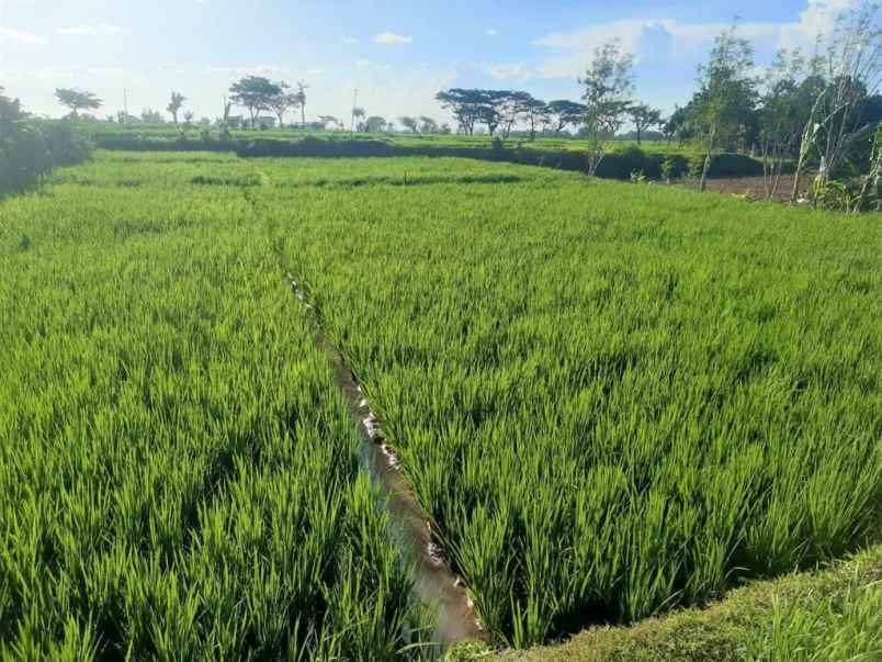 dijual tanah sawah 1165m 275jt kedawung sragen