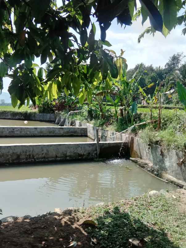 dijual tanah sawah