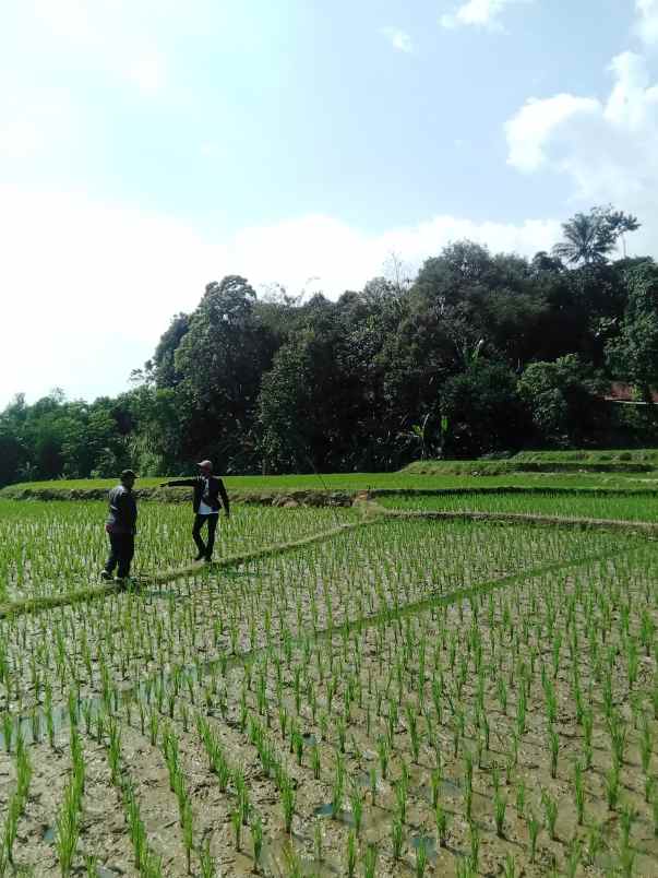 dijual tanah sawah