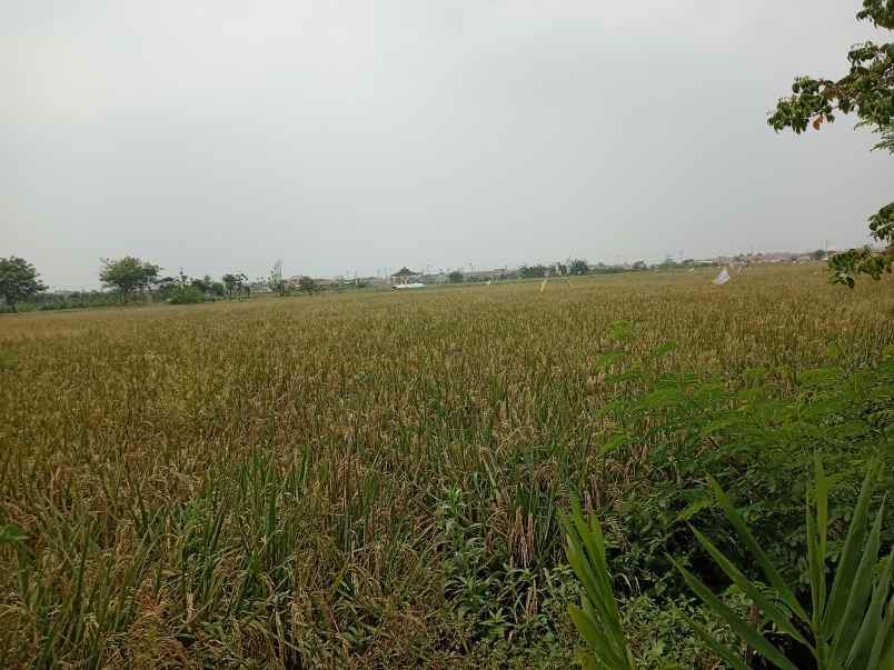 dijual tanah sawah di kedung pengawas babelan bekasi