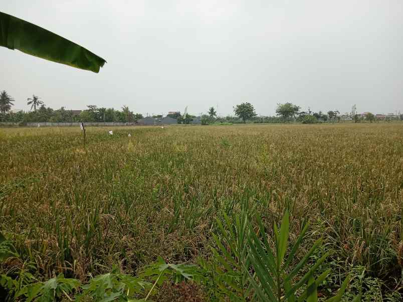 dijual tanah sawah di kedung pengawas babelan bekasi