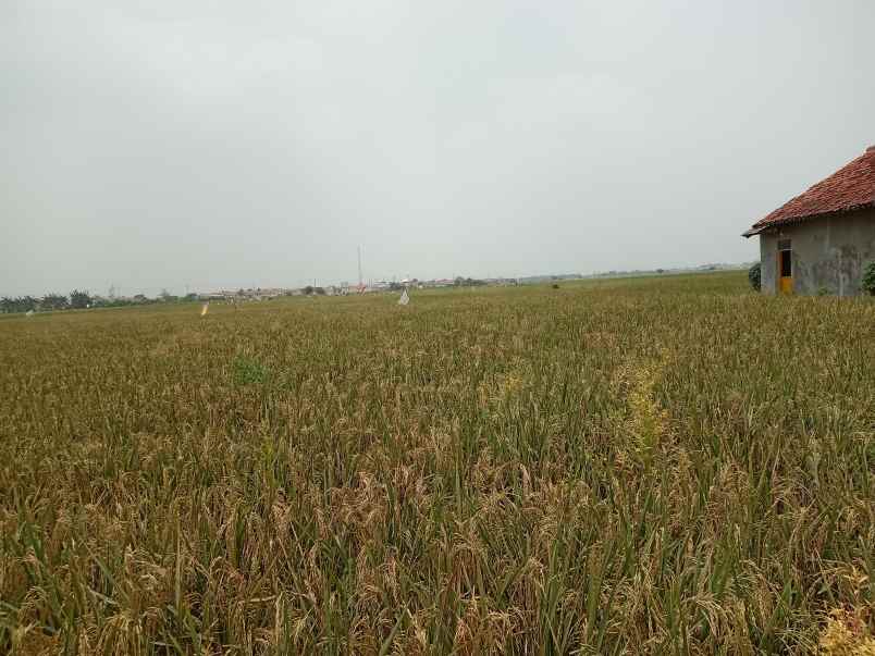 dijual tanah sawah di kedung pengawas babelan bekasi