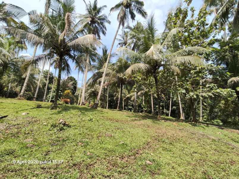 dijual tanah timpag tabanan bali