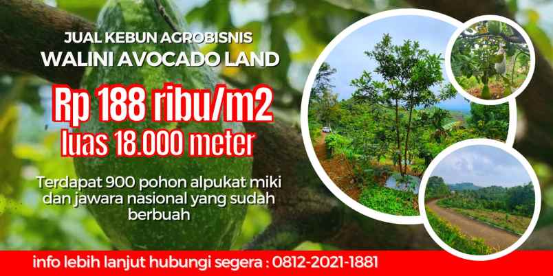 jual lahan bisnis kebun alpukat di bandung