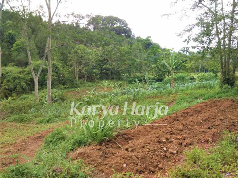 tanah 1 hektar mojogedang karanganyar