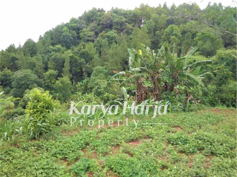 tanah 1 hektar mojogedang karanganyar