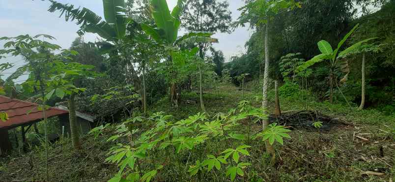 tanah desa mekar saluyu kampung