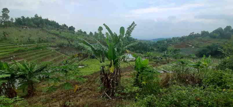 tanah desa mekar saluyu kampung