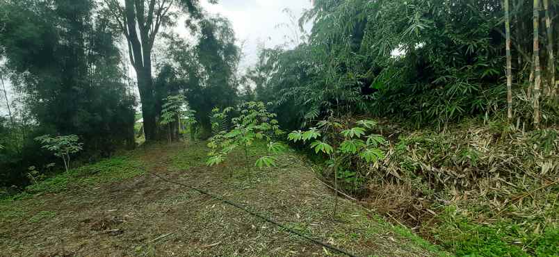 tanah desa mekar saluyu kampung