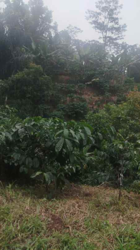 tanah desa peron limbangan kendal