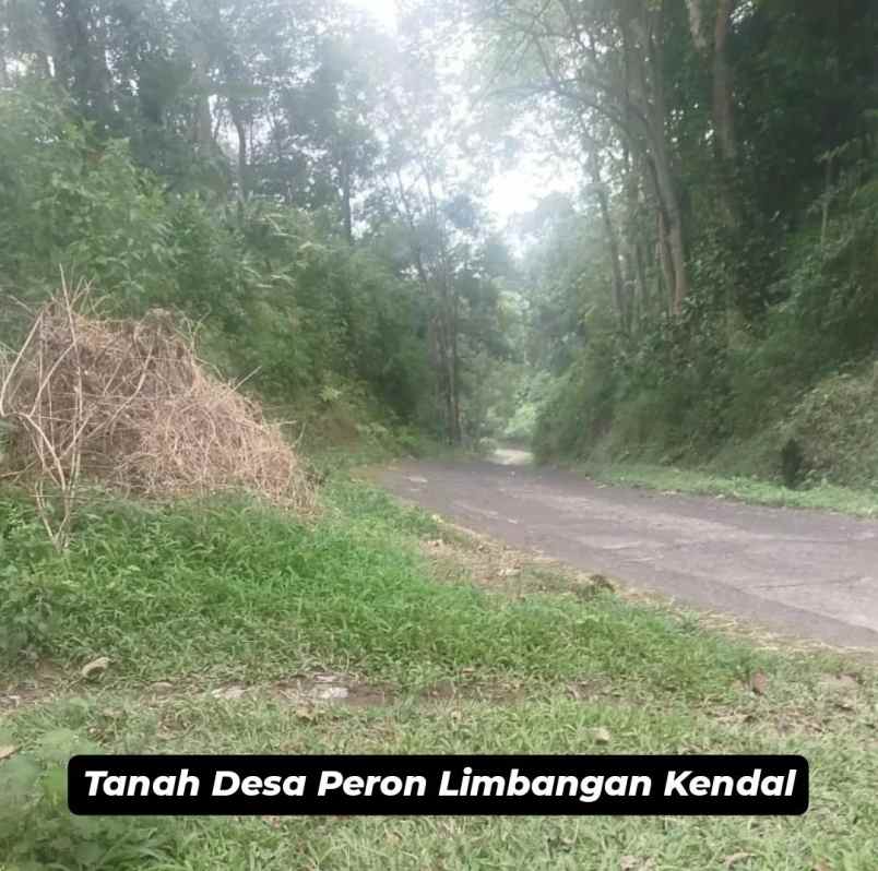tanah desa peron limbangan kendal