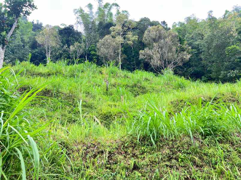 tanah kota wisata 1564m hanya 250 juta karanganyar