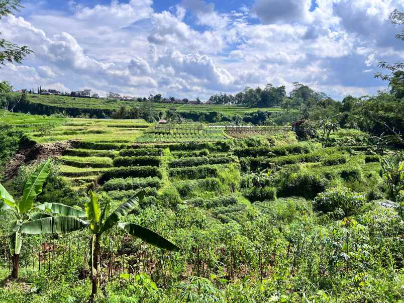 tanah murah 1000m2 hanya 500 juta tawangmangu