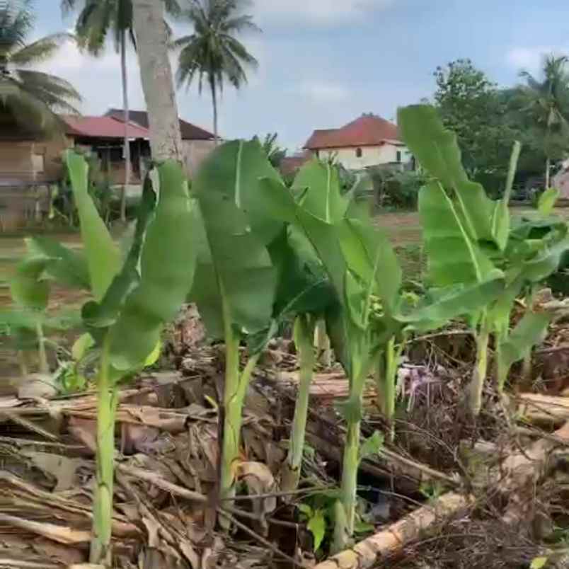 tanah murah harga nego 2 menit dari akmil magelang