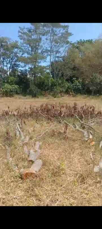 tanah sawah produktiv dua kali panen