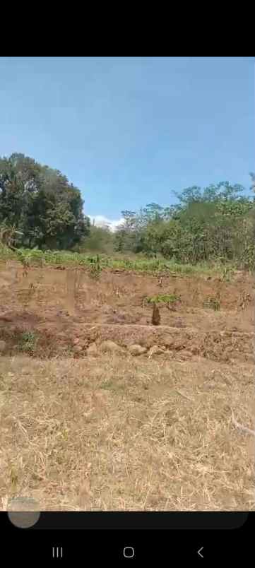 tanah sawah produktiv dua kali panen